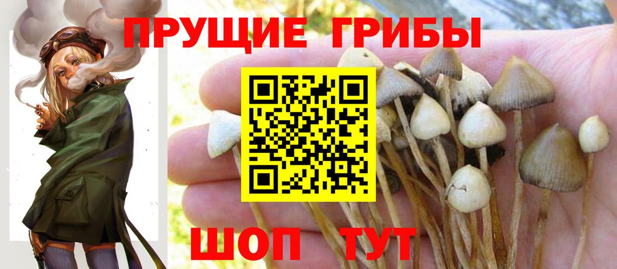 Псилоцибиновые грибы GOLDEN TEACHER Домодедово